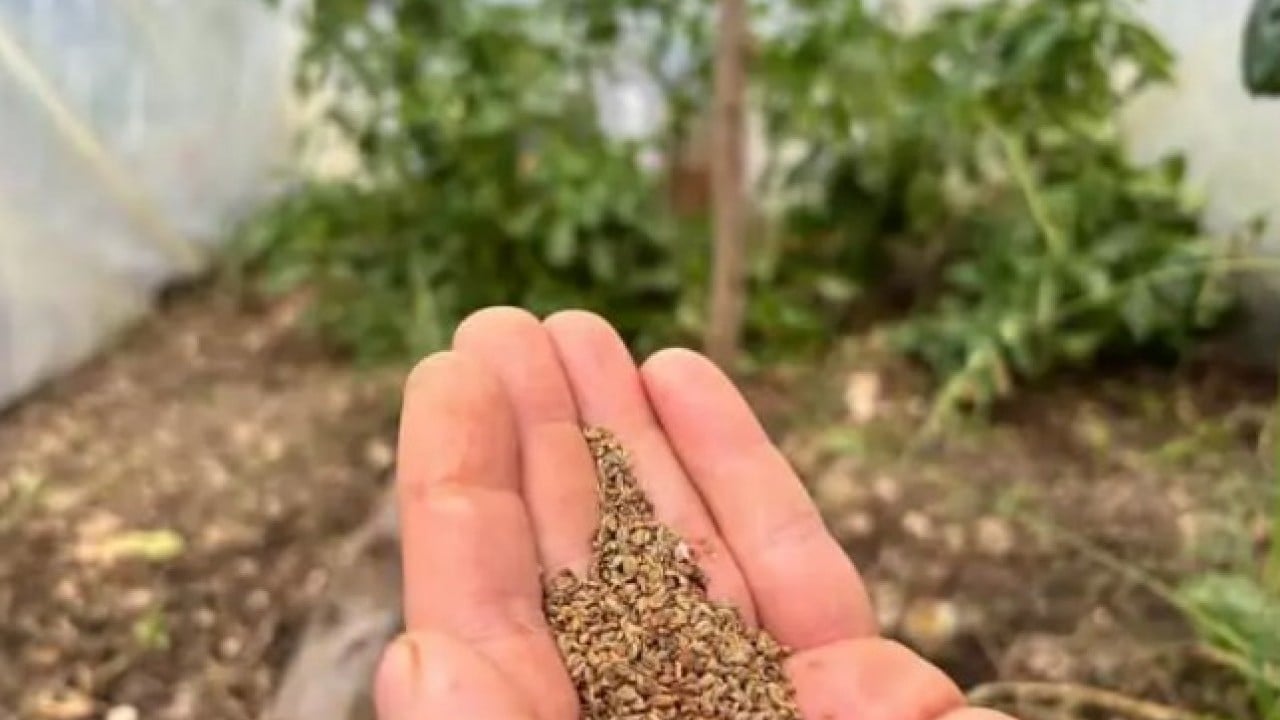 Foto - Balkonda kendi üretti! 150 bin kişiye ücretsiz gönderdi!