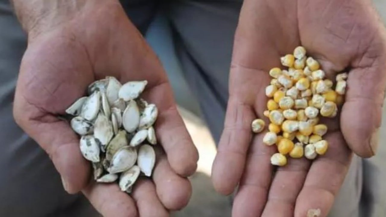 Foto - Balkonda kendi üretti! 150 bin kişiye ücretsiz gönderdi!