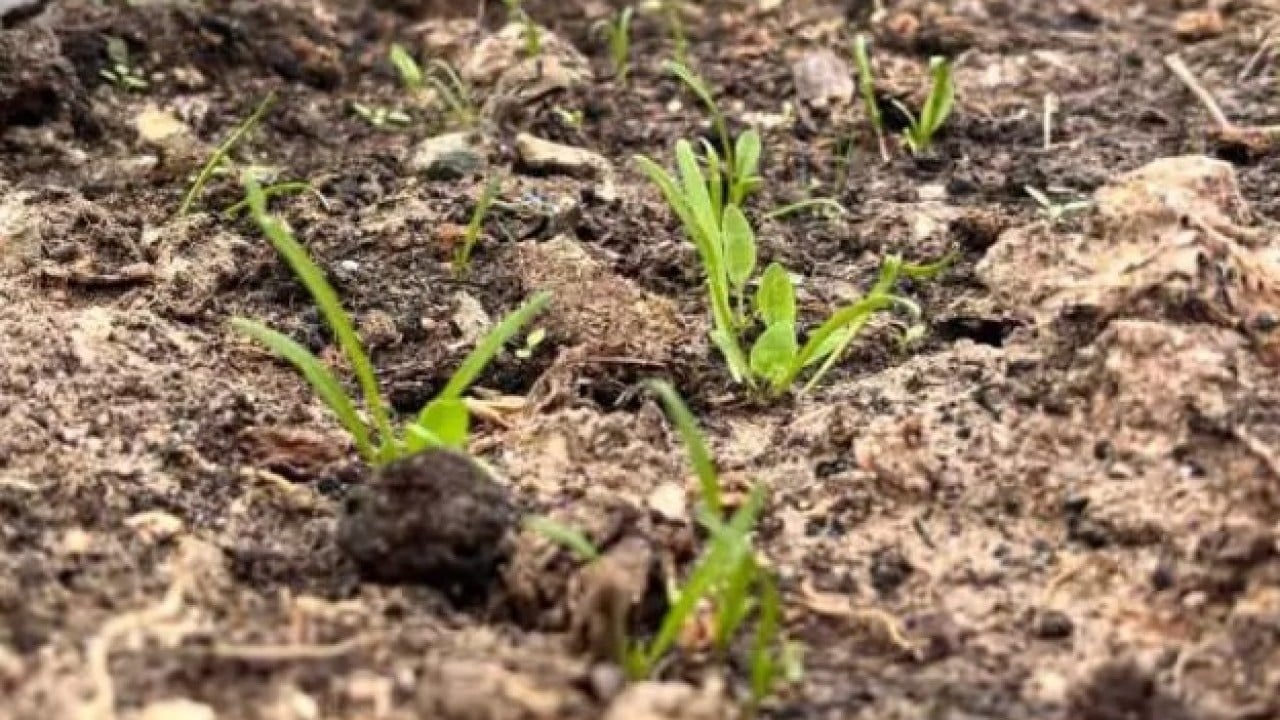 Foto - Balkonda kendi üretti! 150 bin kişiye ücretsiz gönderdi!