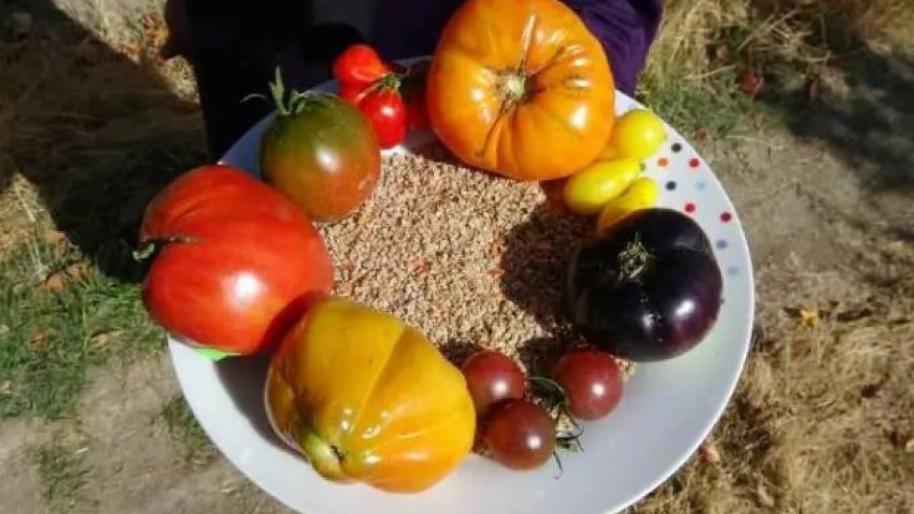 Foto - Balkonda kendi üretti! 150 bin kişiye ücretsiz gönderdi!