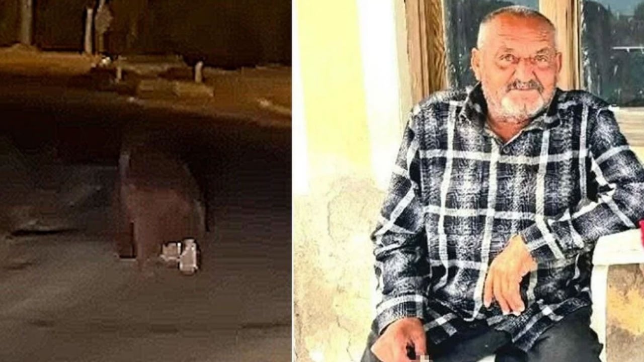 Balkonunda uyuyan adama saldırmıştı: Yaşlı adamı katleden ayı öldürüldü