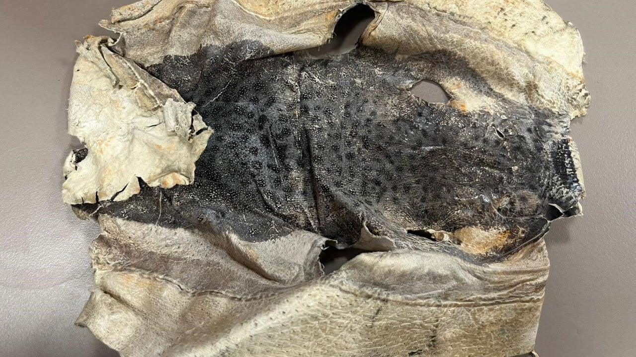 Foto - Balon balığı fikri mahkemeye taşındı! Akademik diye aldılar, ticarete çevirdiler