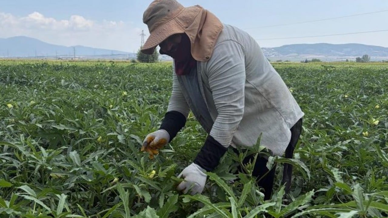 Foto - Bamyanın başkentinde hasat başladı