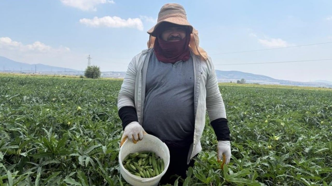 Bamyanın başkentinde hasat başladı