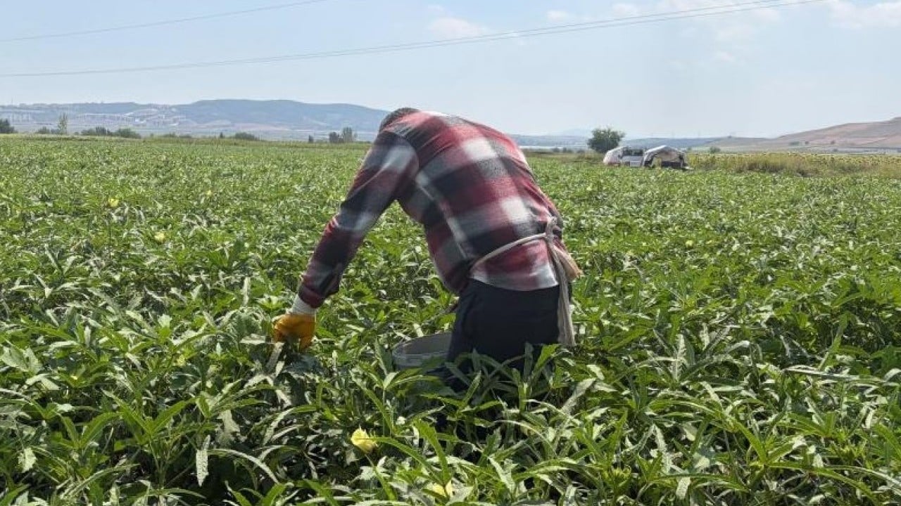 Foto - Bamyanın başkentinde hasat başladı