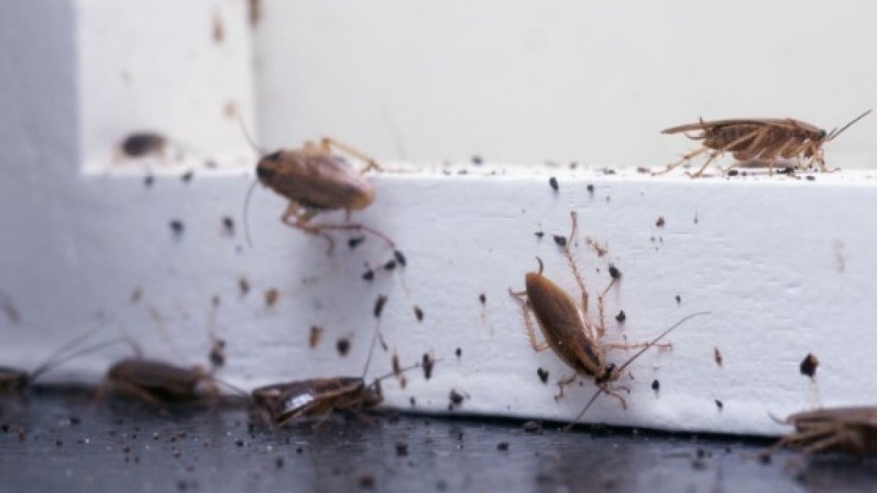 Baş belası olan sorunu kolayca çözün! Evdeki böcekleri anında kovan yöntem