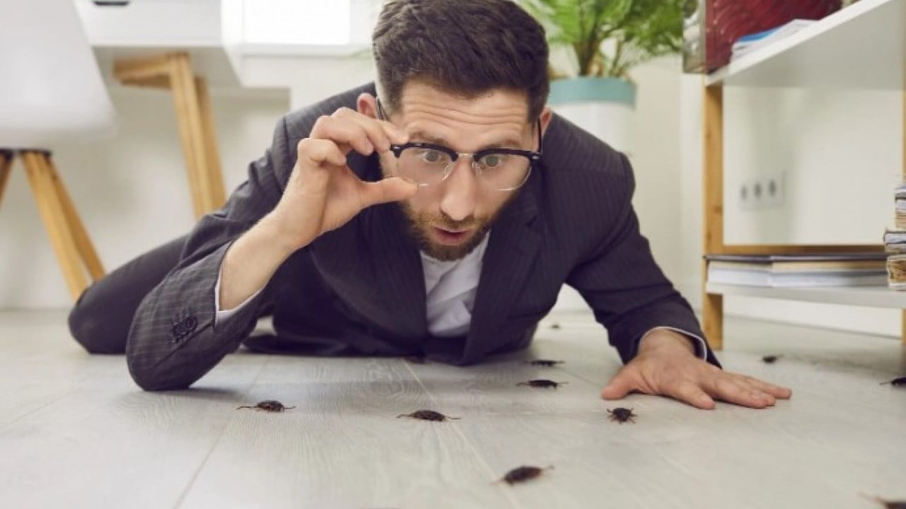 Foto - Baş belası olan sorunu kolayca çözün! Evdeki böcekleri anında kovan yöntem