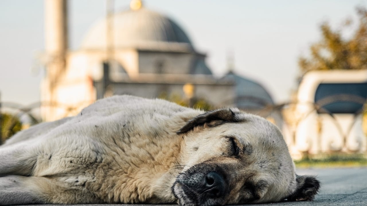Foto - Başıboş köpek tehlikesi büyüyor: Afyonkarahisar’da yeni saldırı