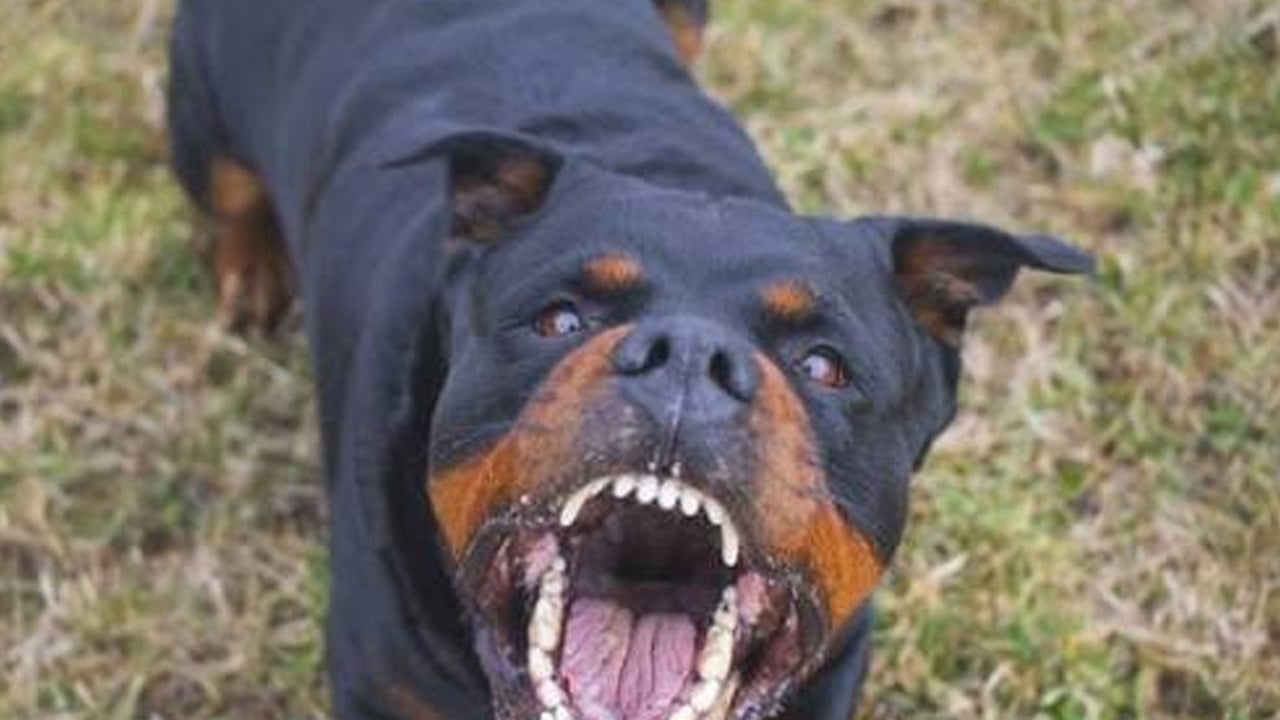Foto - Başıboş köpek tehlikesi büyüyor: Afyonkarahisar’da yeni saldırı