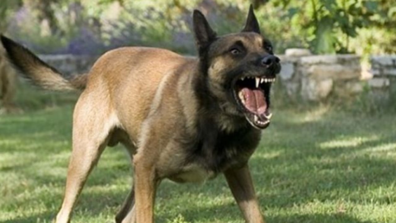 Foto - Başıboş köpek terörü devam ediyor: 2 kişi yaralandı! Mahalleli, "yetkililer ihmal ediyor’ diye isyan etti