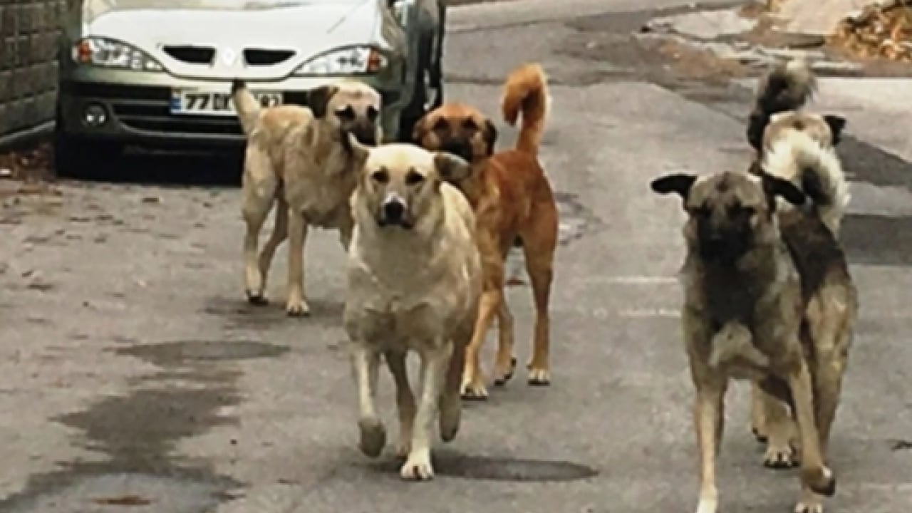 Foto - Başıboş köpek terörü devam ediyor: 2 kişi yaralandı! Mahalleli, "yetkililer ihmal ediyor’ diye isyan etti