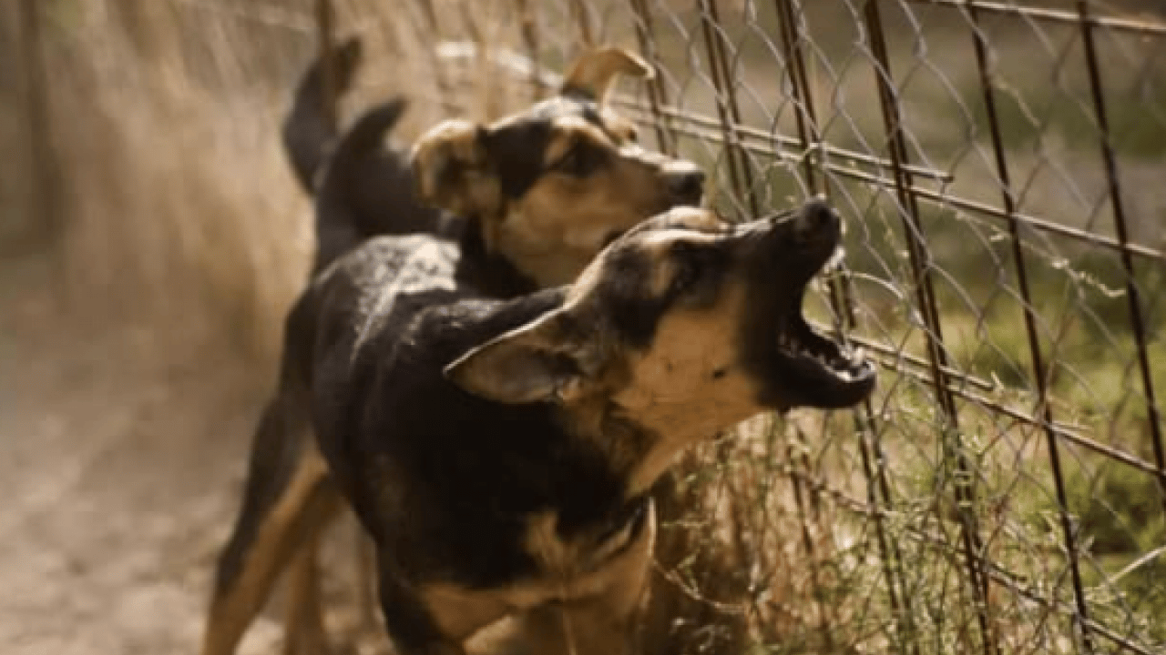 Foto - Başıboş köpek terörü devam ediyor: 2 kişi yaralandı! Mahalleli, "yetkililer ihmal ediyor’ diye isyan etti