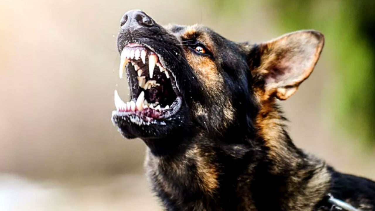 Foto - Başıboş köpek terörü devam ediyor: 2 kişi yaralandı! Mahalleli, "yetkililer ihmal ediyor’ diye isyan etti