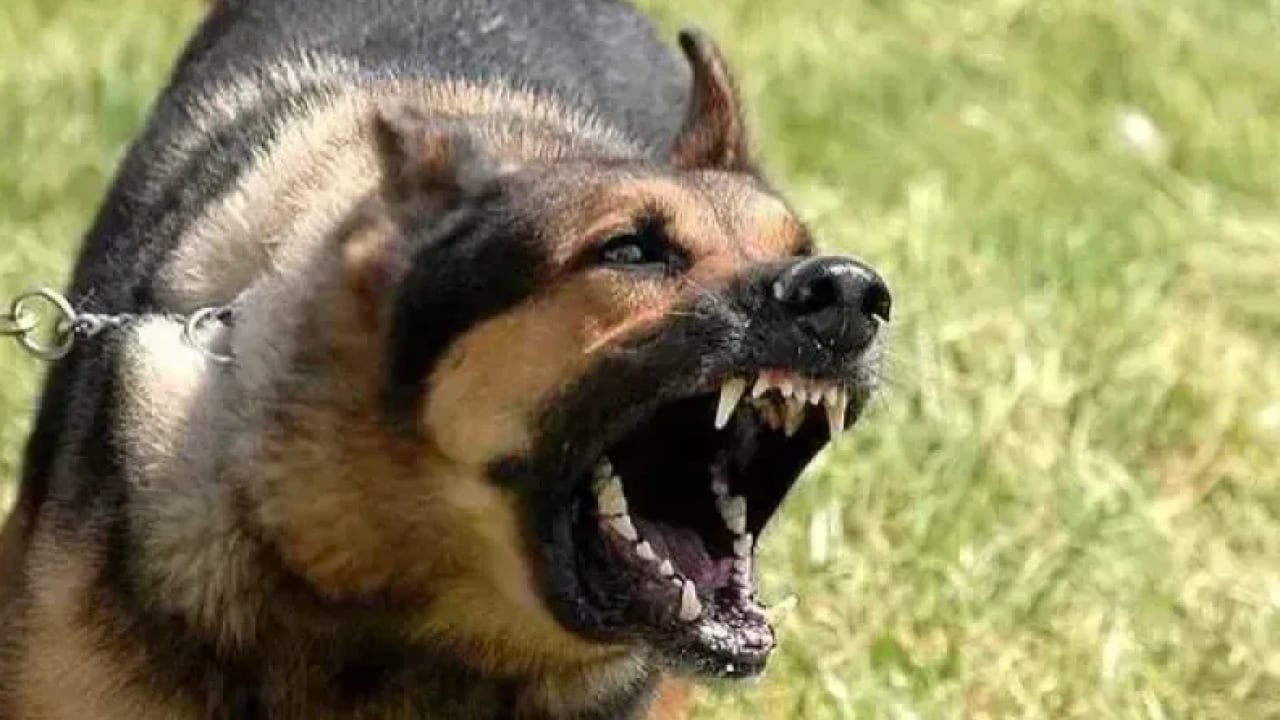 Foto - Başıboş köpek terörü devam ediyor: 2 kişi yaralandı! Mahalleli, "yetkililer ihmal ediyor’ diye isyan etti