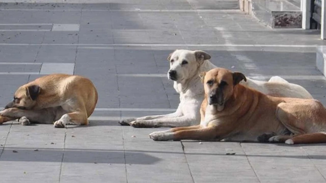 Foto - Başıboş köpek terörü devam ediyor: 2 kişi yaralandı! Mahalleli, "yetkililer ihmal ediyor’ diye isyan etti