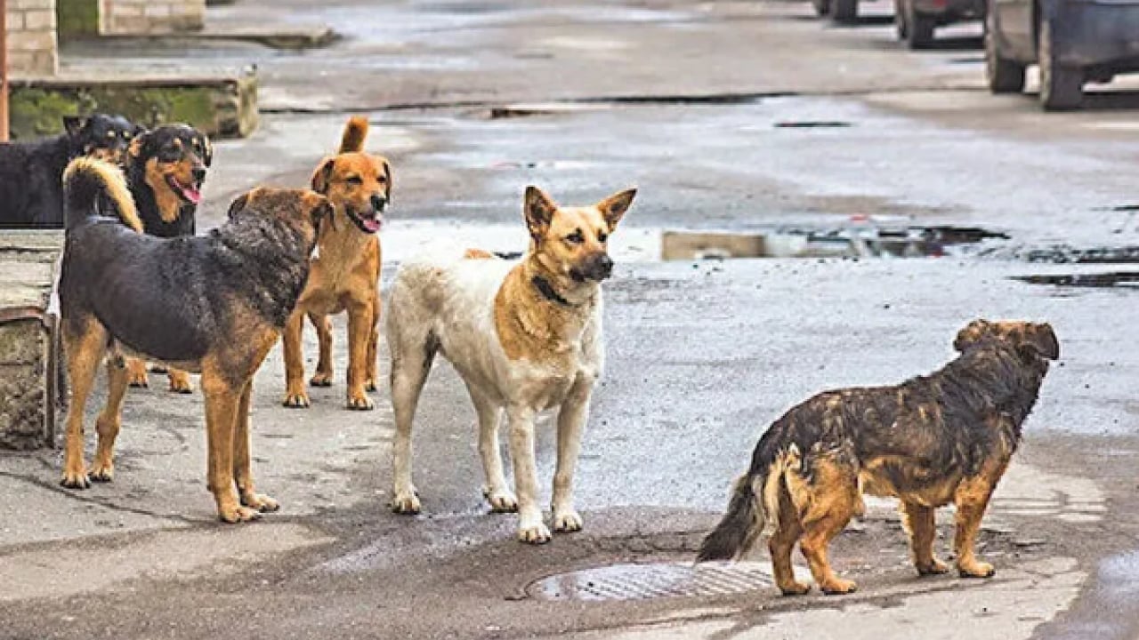 Foto - Başıboş köpek terörü devam ediyor: 2 kişi yaralandı! Mahalleli, "yetkililer ihmal ediyor’ diye isyan etti