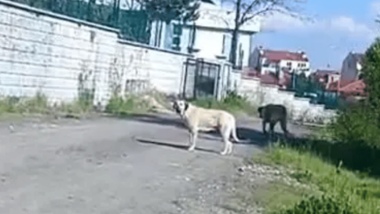 Foto - Başıboş köpekler can yakmaya devam ediyor! 2 çocuk saldırıya uğradı!