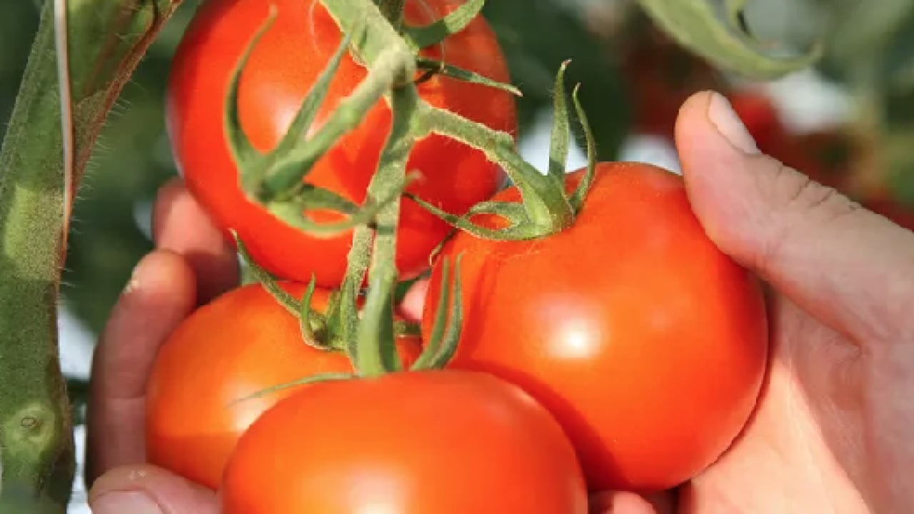 Foto - Basit bir yöntem ile: Haftalarca taze ve sulu kalan domateslerin sırrı açıklandı!