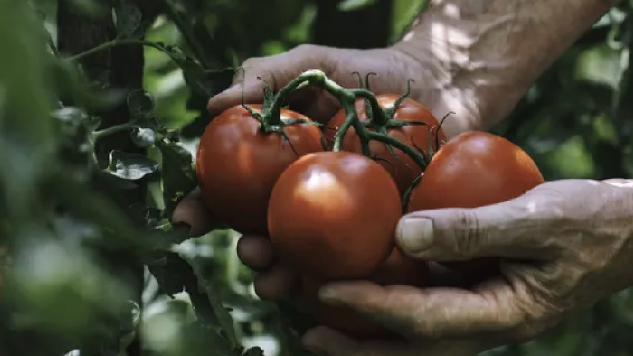 Foto - Basit bir yöntem ile: Haftalarca taze ve sulu kalan domateslerin sırrı açıklandı!