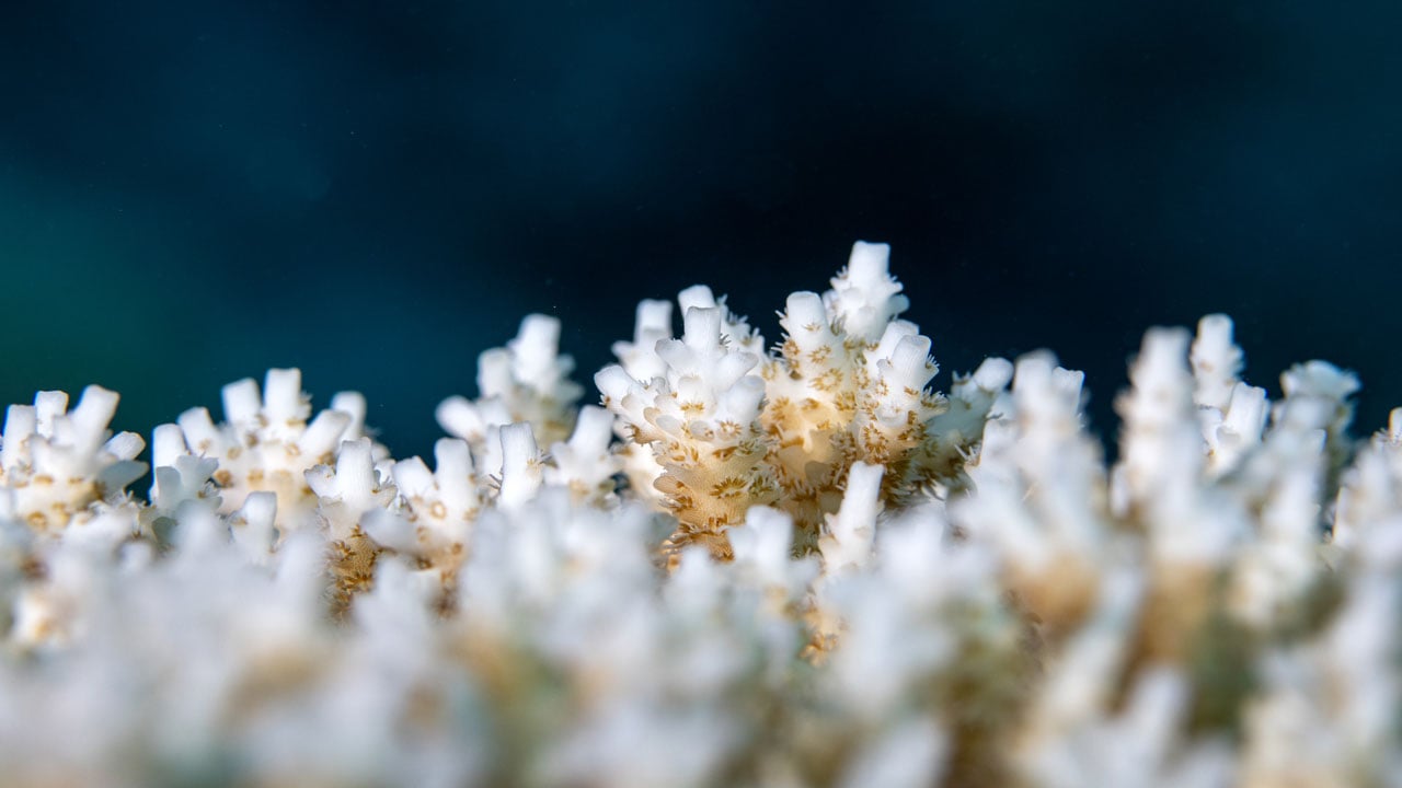 Foto - Başka hiçbir yere benzemiyor? Kızıldeniz’in altındaki gizli dünya