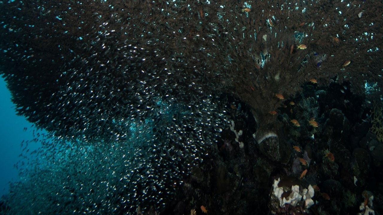 Foto - Başka hiçbir yere benzemiyor? Kızıldeniz’in altındaki gizli dünya