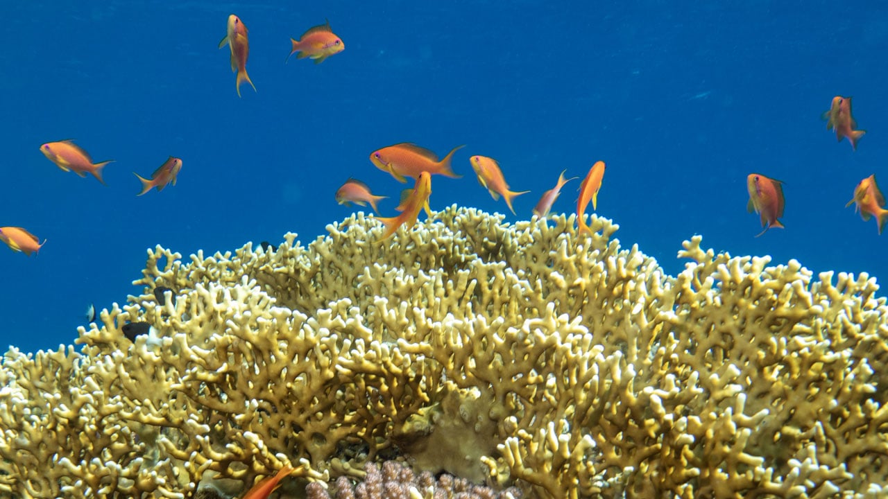 Foto - Başka hiçbir yere benzemiyor? Kızıldeniz’in altındaki gizli dünya