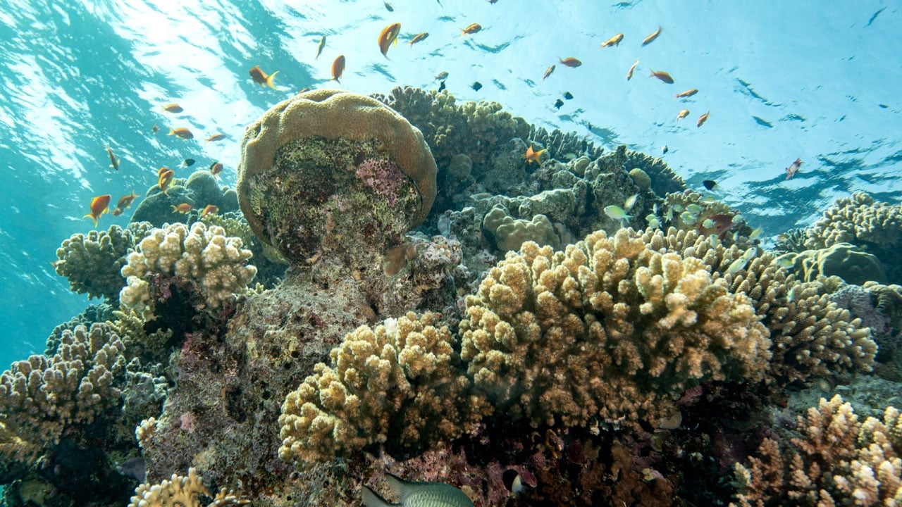 Foto - Başka hiçbir yere benzemiyor? Kızıldeniz’in altındaki gizli dünya