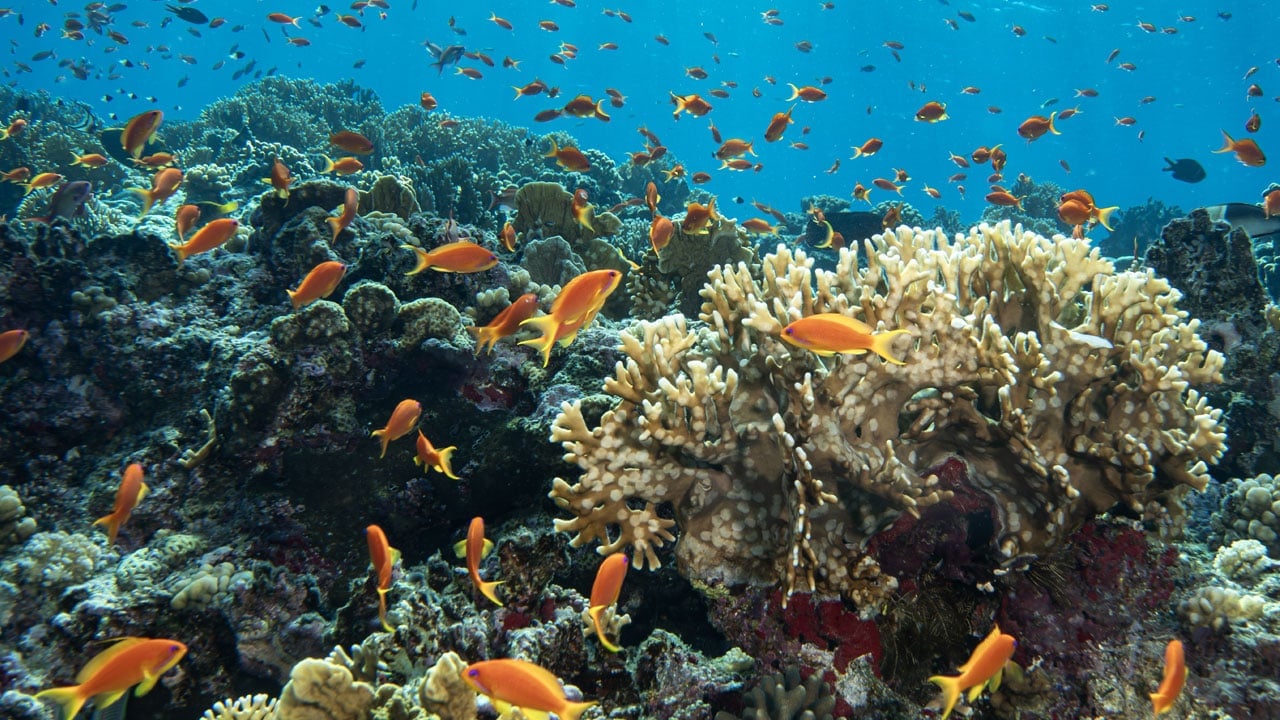 Başka hiçbir yere benzemiyor? Kızıldeniz’in altındaki gizli dünya