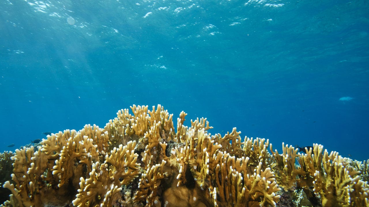 Foto - Başka hiçbir yere benzemiyor? Kızıldeniz’in altındaki gizli dünya