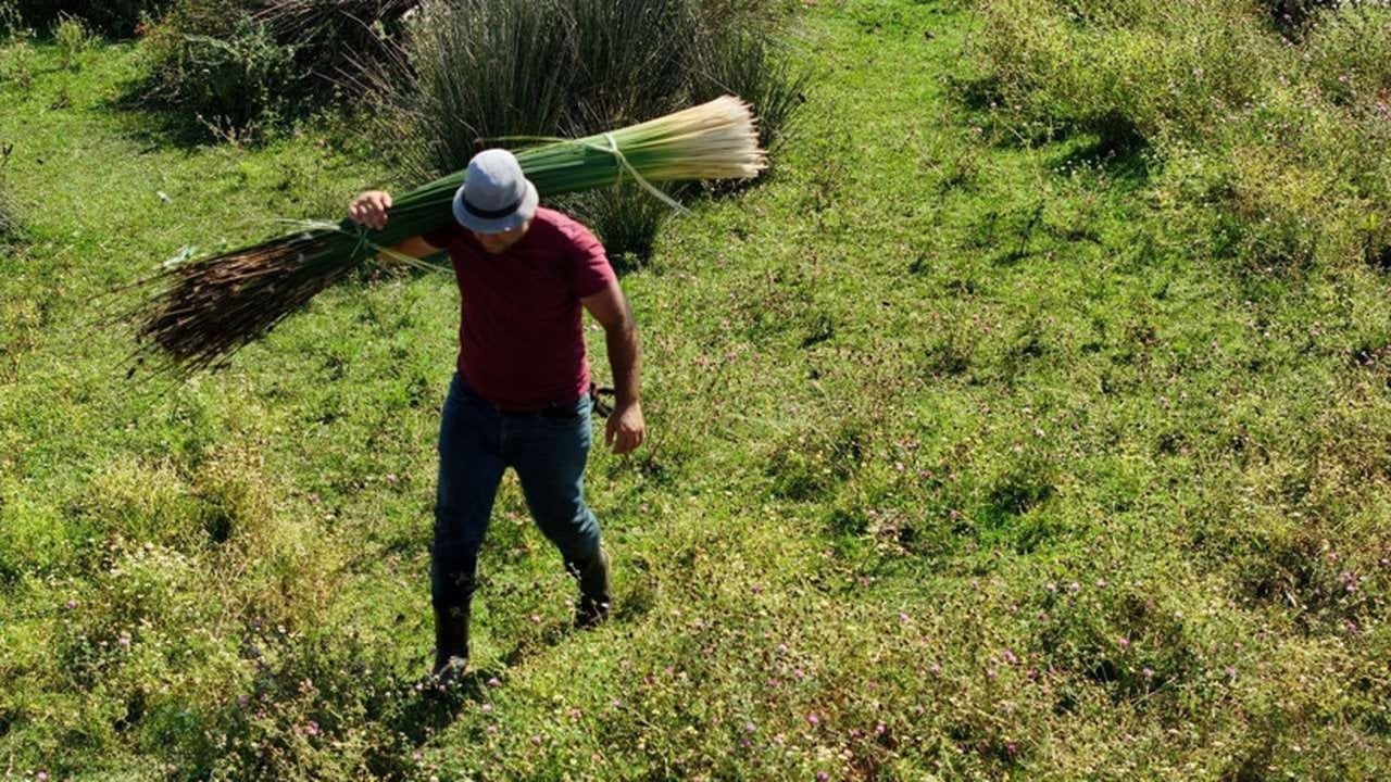 Foto - Bataklıktan özel izinle topluyorlar: Kilosu 120 liradan satılan ot, 2 ayda tam 200 bin lira kazandırıyor