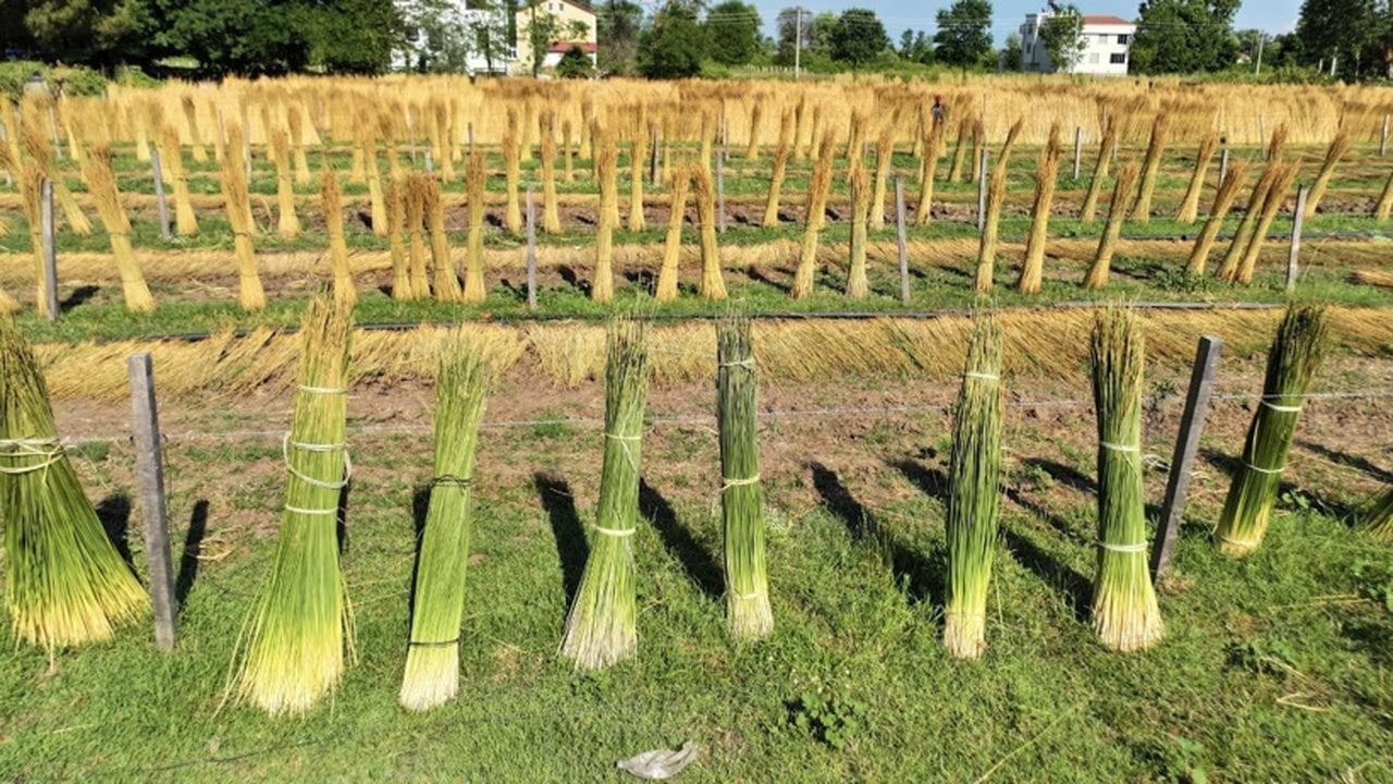 Foto - Bataklıktan özel izinle topluyorlar: Kilosu 120 liradan satılan ot, 2 ayda tam 200 bin lira kazandırıyor