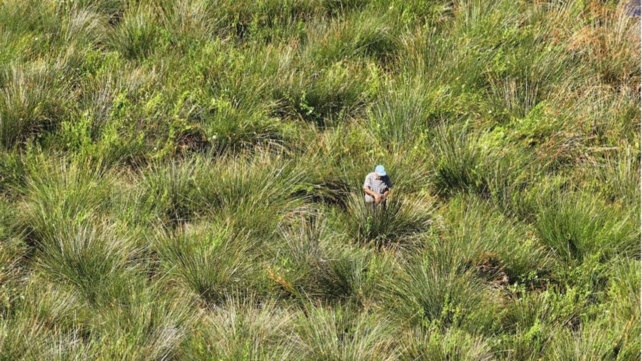 Foto - Bataklıktan özel izinle topluyorlar: Kilosu 120 liradan satılan ot, 2 ayda tam 200 bin lira kazandırıyor