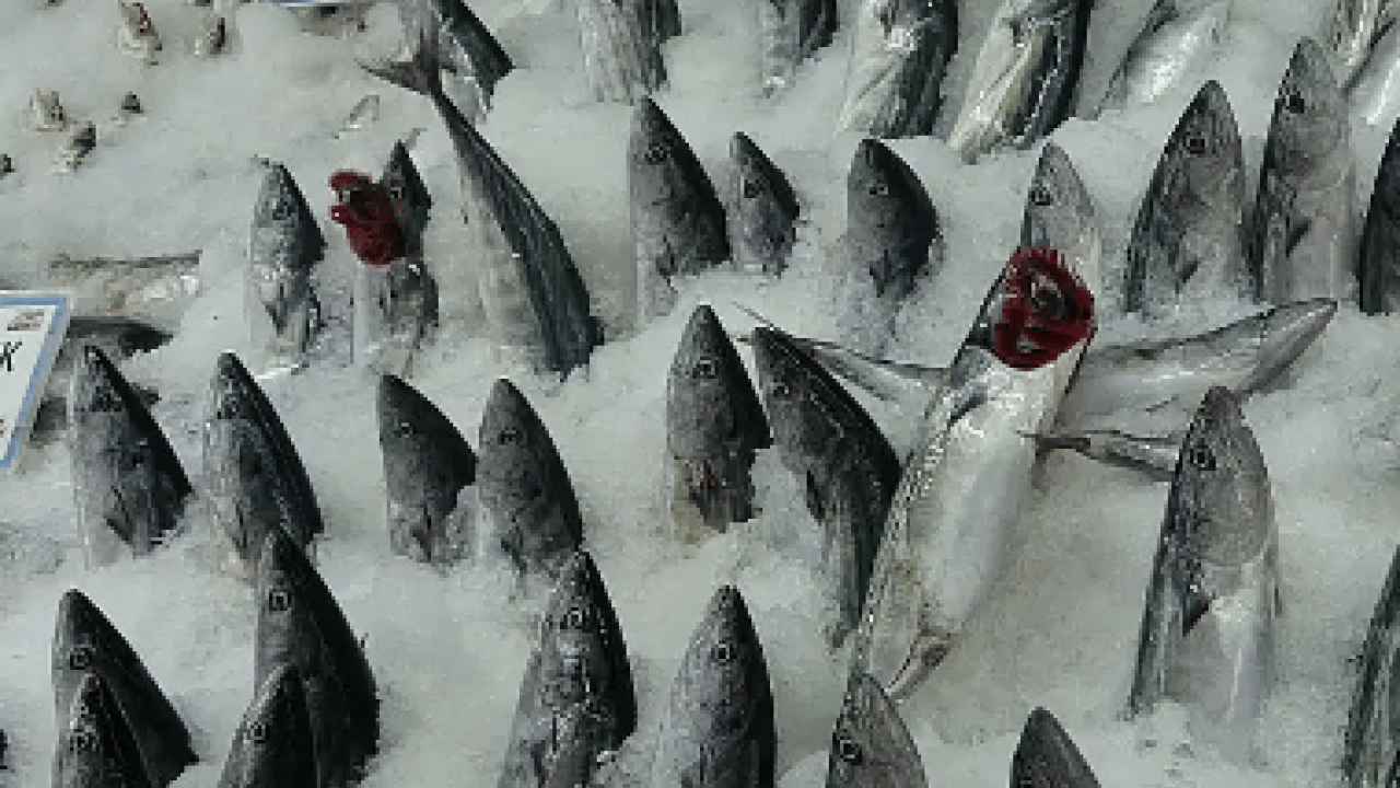 Bayram öncesi balık tezgahlarında büyük hareketlilik! Ramazan Balığı: Somon ve İstavrit... 