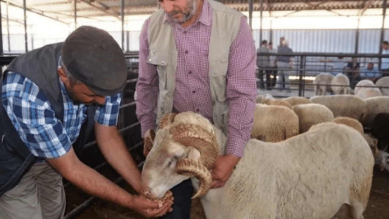 Foto - Bayramda denetim sıkılaşıyor: Sokakta kurban kesenler yandı! İhlale binlerce lira ceza kesilecek