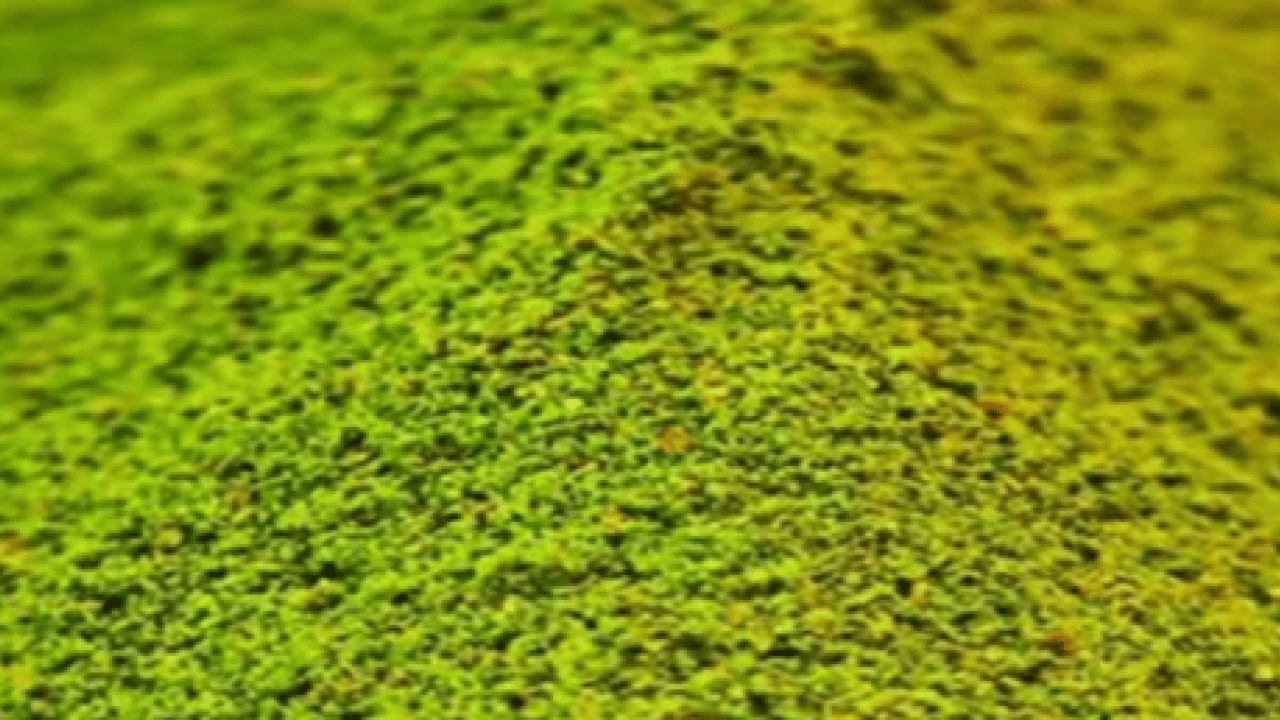 Foto - Bayramdan önce piyasaya sürdüler: İşte sahtesini anlamanın 5 yolu!