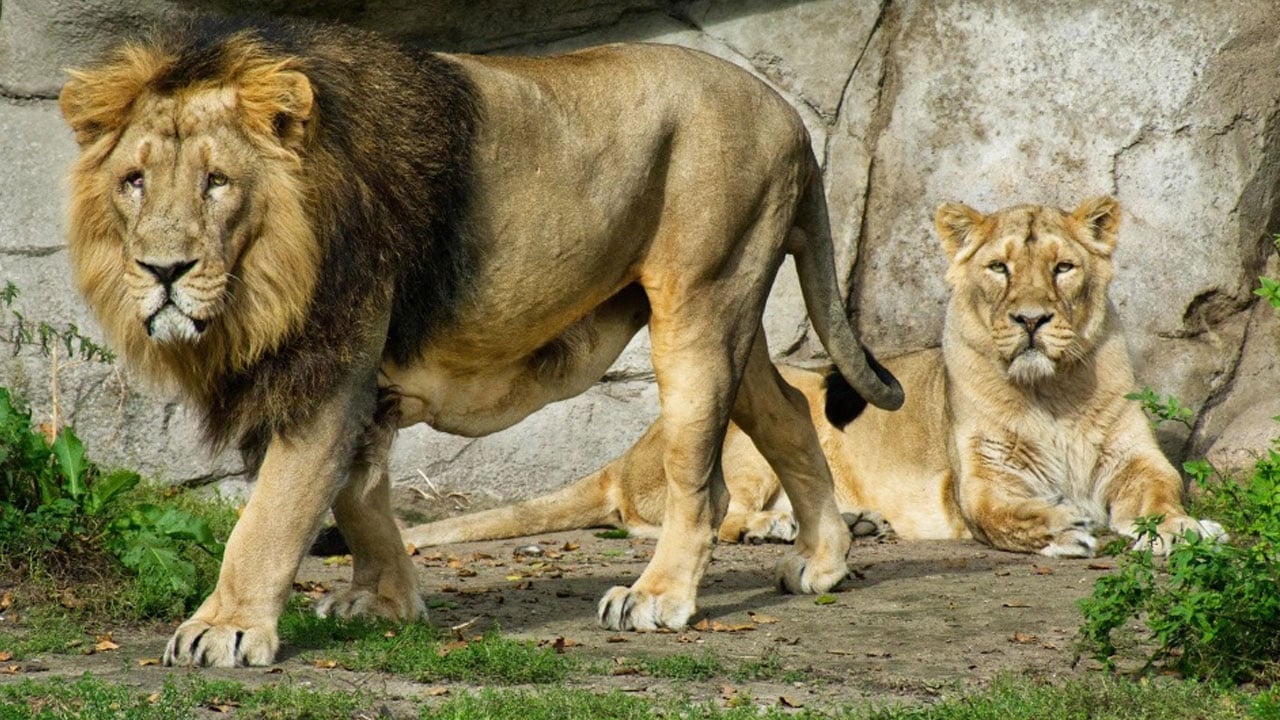 Foto - Bazen şaşırttı, bazen güldürdü! İşte yılın en tuhaf olayları