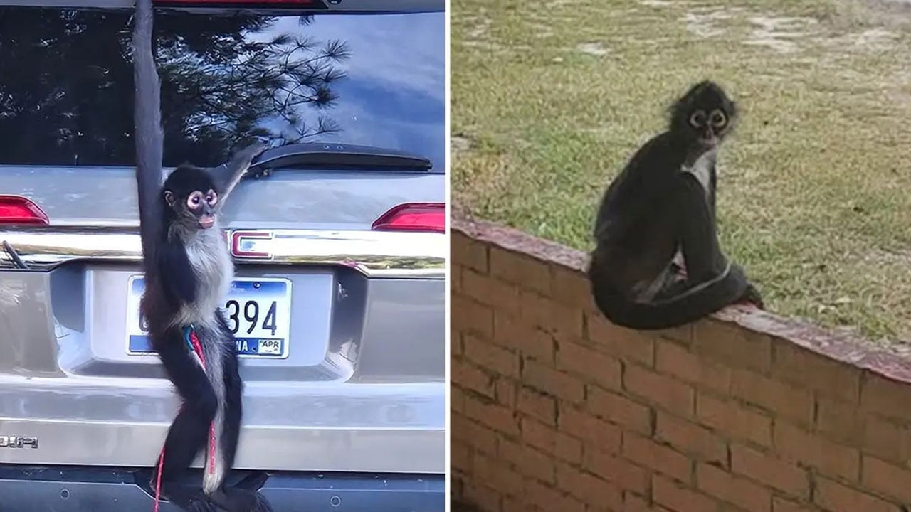 Foto - Bazen şaşırttı, bazen güldürdü! İşte yılın en tuhaf olayları