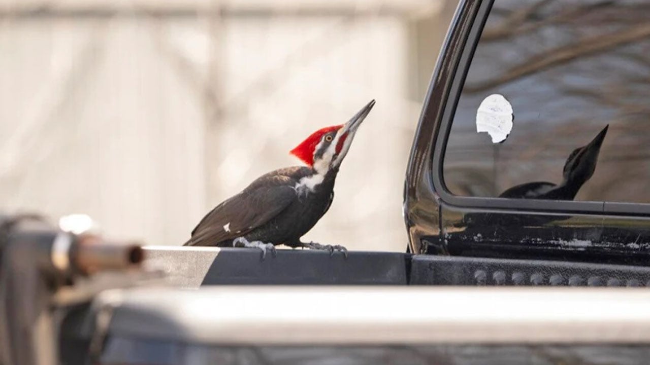 Foto - Bazen şaşırttı, bazen güldürdü! İşte yılın en tuhaf olayları