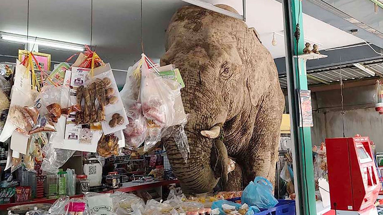 Bazen şaşırttı, bazen güldürdü! İşte yılın en tuhaf olayları