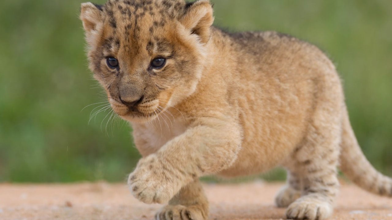 Foto - Bazen şaşırttı, bazen güldürdü! İşte yılın en tuhaf olayları