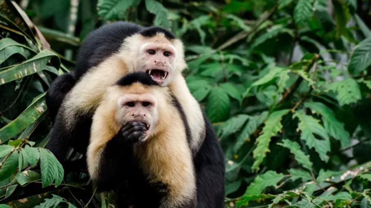 Foto - Bazen şaşırttı, bazen güldürdü! İşte yılın en tuhaf olayları