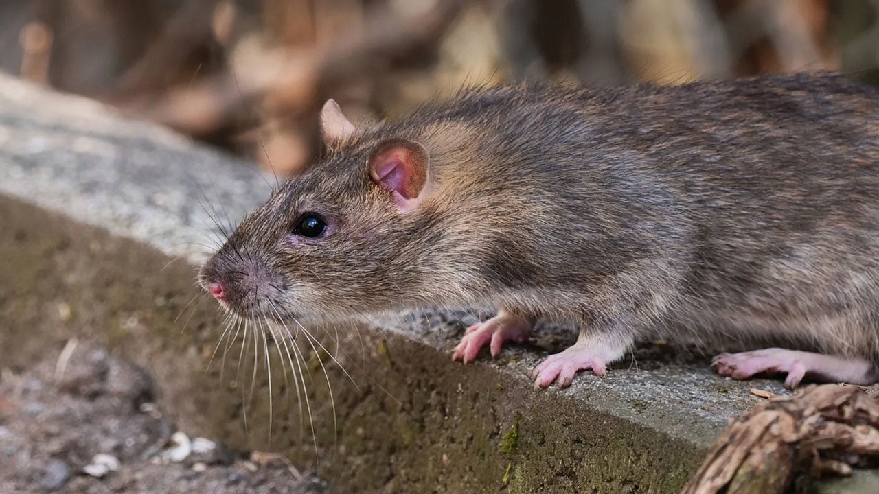 Foto - Bazen şaşırttı, bazen güldürdü! İşte yılın en tuhaf olayları