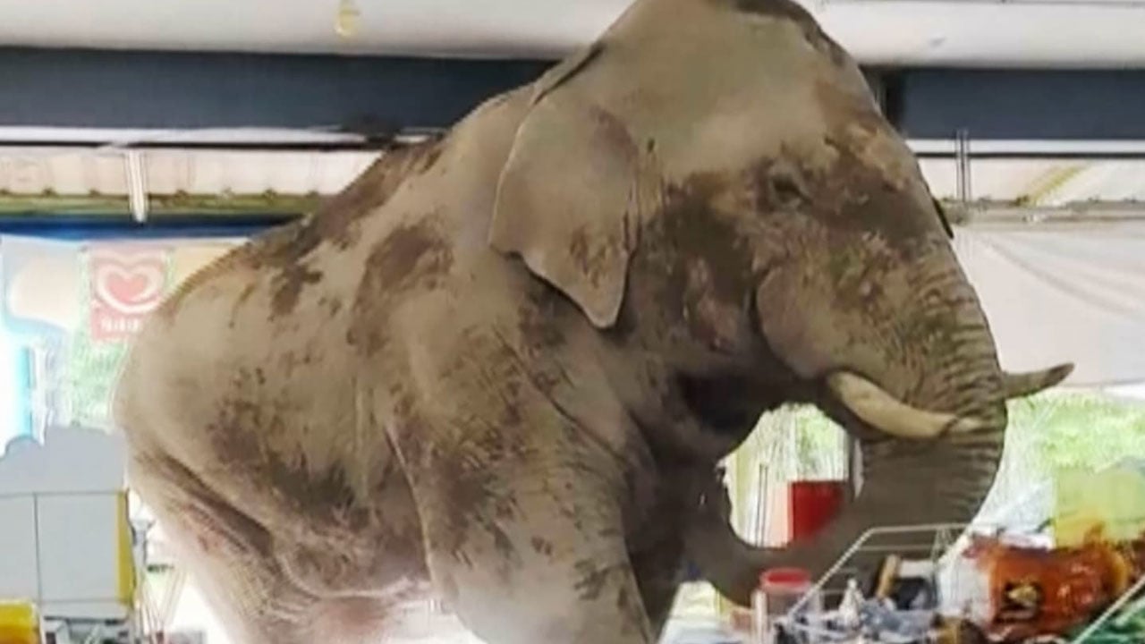 Foto - Bazen şaşırttı, bazen güldürdü! İşte yılın en tuhaf olayları