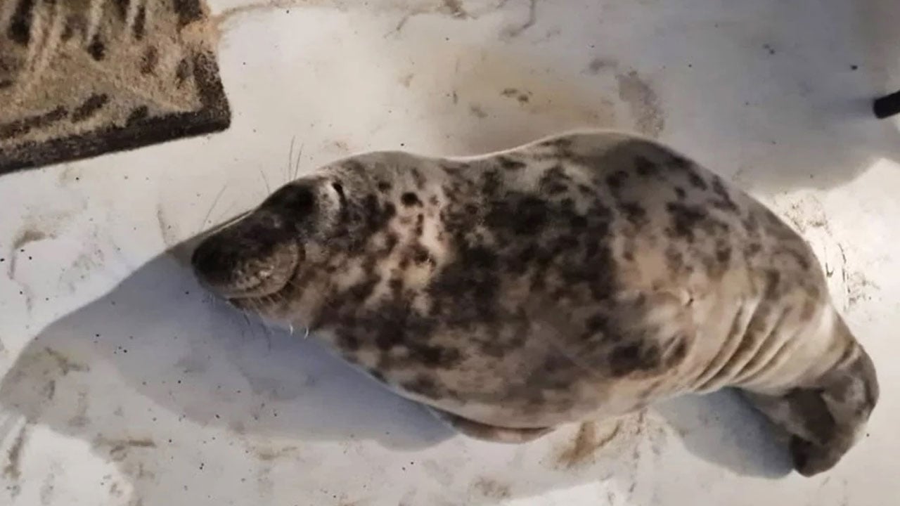 Foto - Bazen şaşırttı, bazen güldürdü! İşte yılın en tuhaf olayları