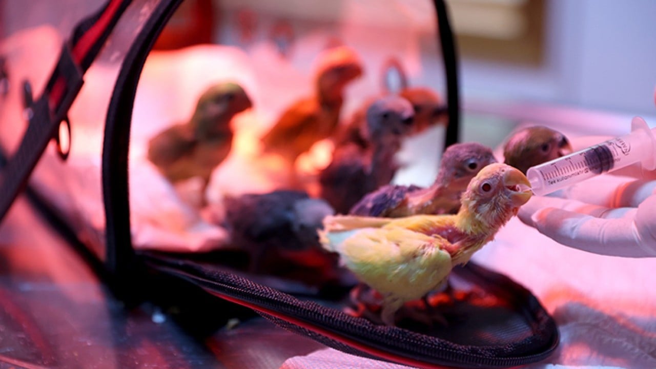 Foto - Bebek gibi özenle bakılıyorlar