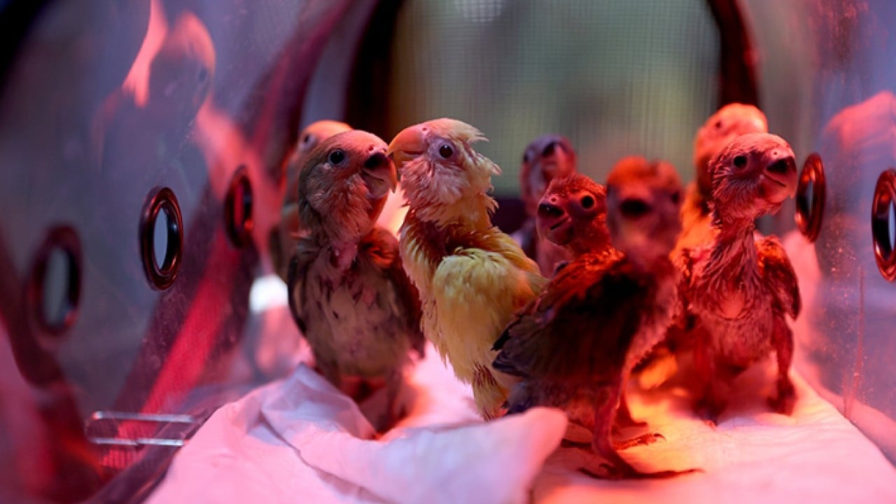 Bebek gibi özenle bakılıyorlar