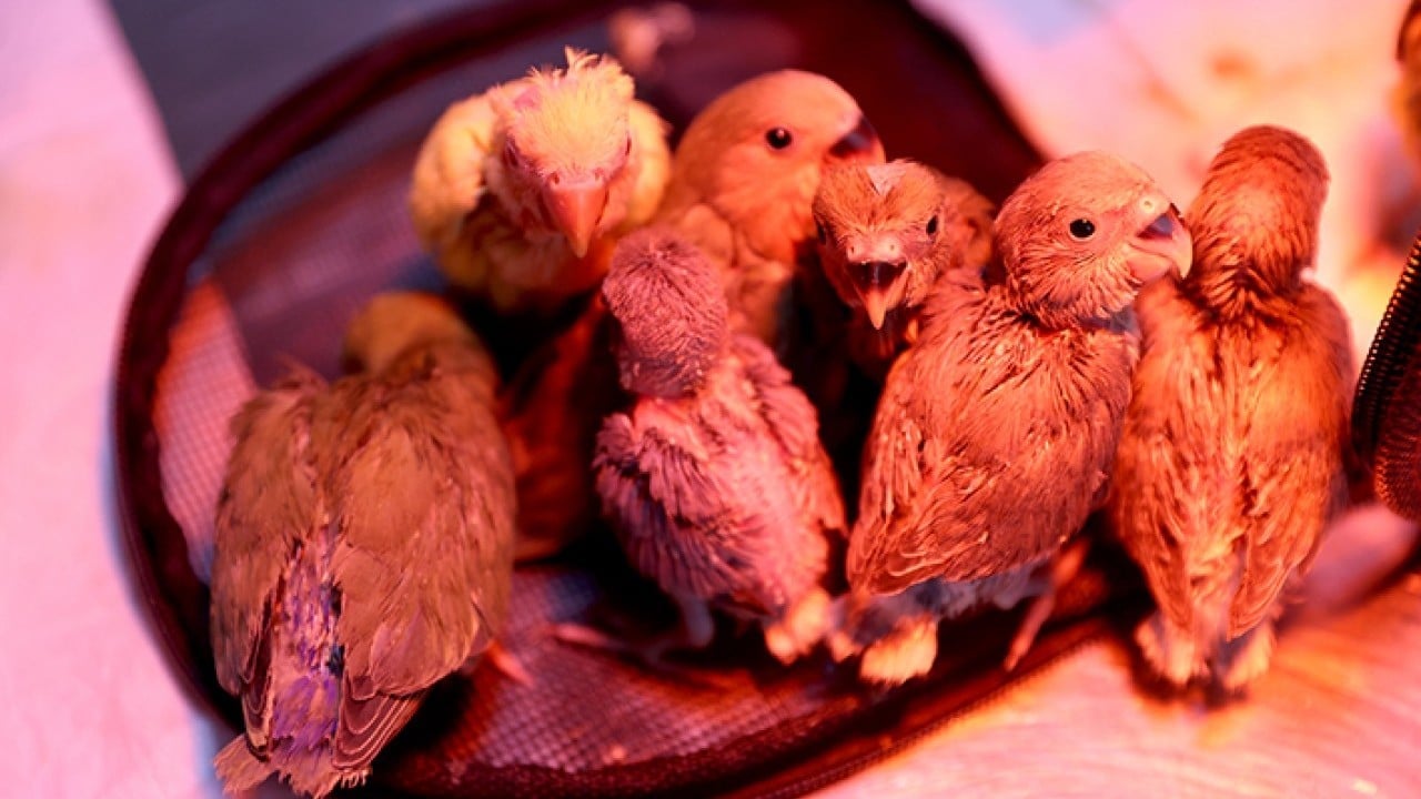 Foto - Bebek gibi özenle bakılıyorlar