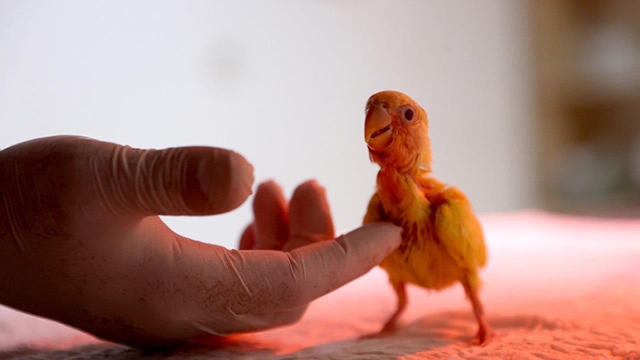 Foto - Bebek gibi özenle bakılıyorlar