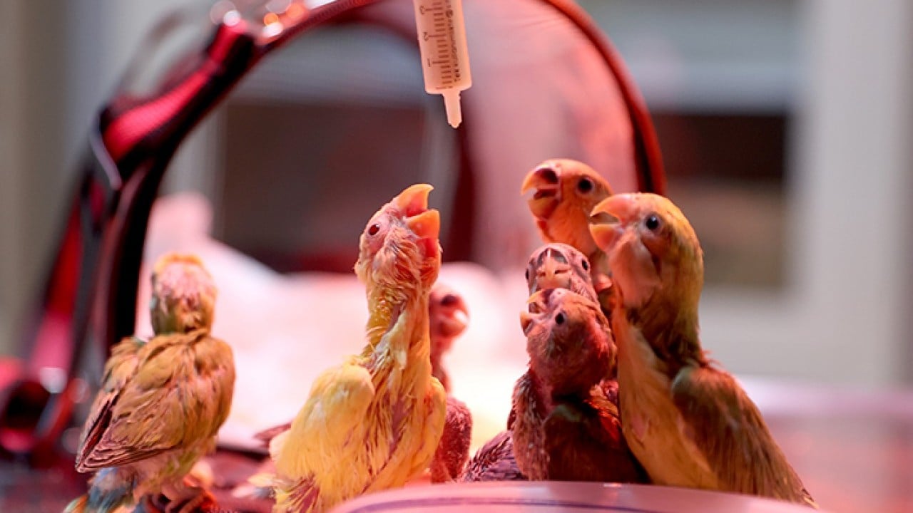 Foto - Bebek gibi özenle bakılıyorlar