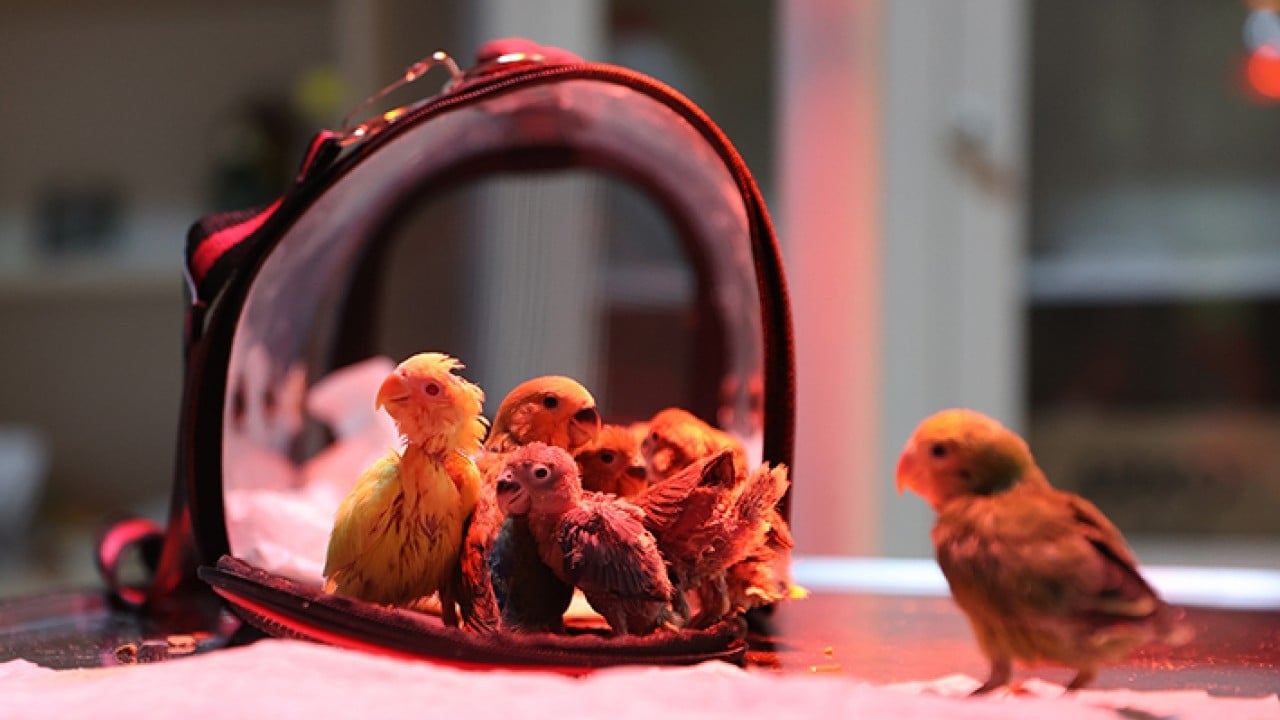 Foto - Bebek gibi özenle bakılıyorlar